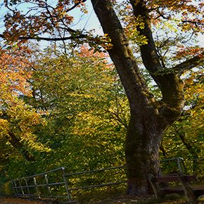 Für alle Naturfreunde - Freizeitmöglichkeiten für die Herbstferien Für alle Naturfreunde - Freizeitmöglichkeiten für die Herbstferien